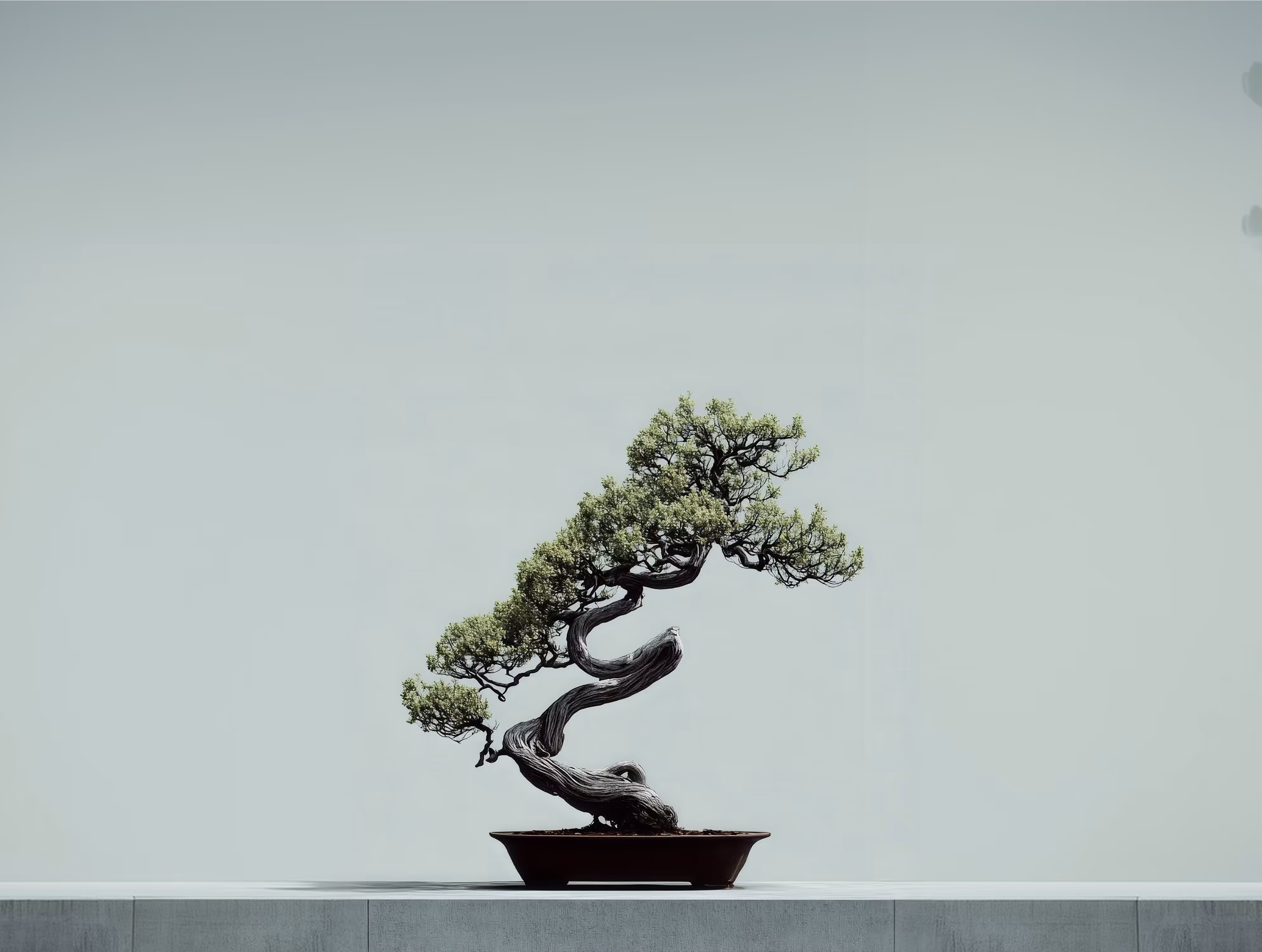 Bonsai Tree